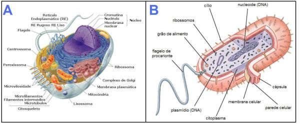 Tipos celulares. A) Eucarioto; B) Procarioto