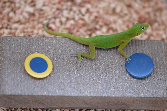 Em experimentos, lagartos precisavam mudar de estratégia para conseguir capturar larvas escondidas