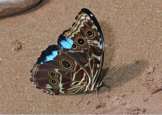 Por: Learn about butterflies