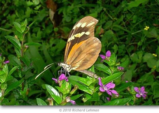 Por: Butterflies of America