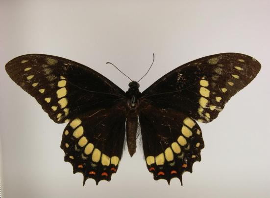 Por: Butterflies of american
