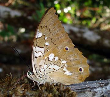 Por: neotropicalbutterflies