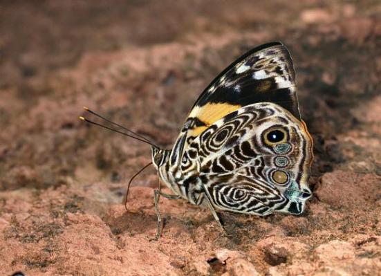 Por: Learn about butterflies
