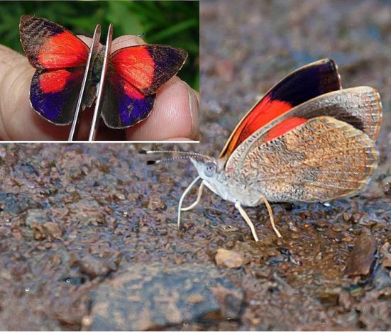 Por: ecoregistros.com.ar e neotropicalbutterflies