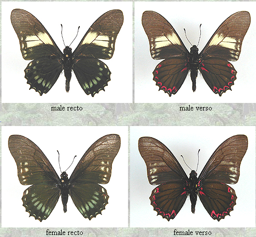 Mimoides protodamas Por; Lepidoptera.datahosting