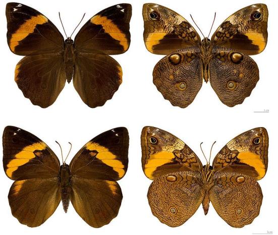 Opsiphanes cassiae Por; Neotropical butterflies