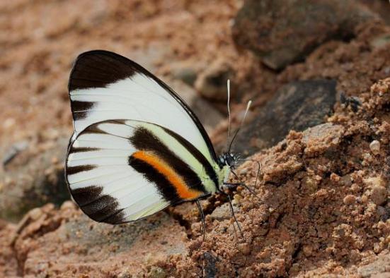 Perrhybris pamela Por; Learn about butterfly