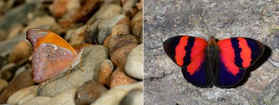 Temenis pulchra Por; Learn about butterfly