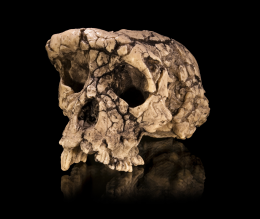 Crânio de Sahelanthropus tchadensis. Clique para ampliar e ver os detalhes.
