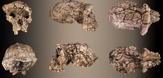 Crânio de Sahelanthropus tchadensis. Clique para ampliar
