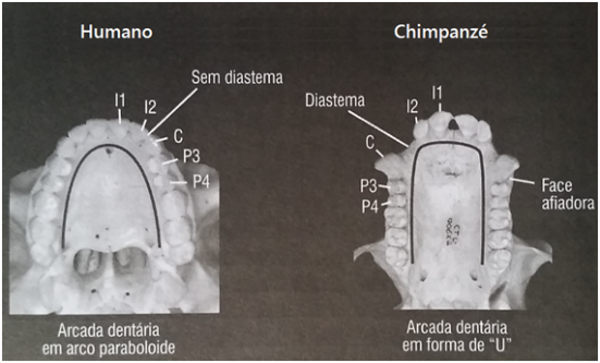 Arcada dentaria em "U" nos humanos e paraboloide em chimpanzés
