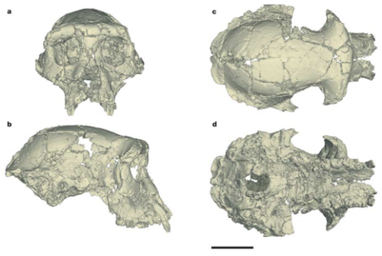 Reconstrução do crânio de Sahelanthropus tchadensis