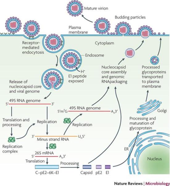 O ciclo de vida Alphavirus está a ser representado na figura. Alphaviruses entrar nas células alvo por endocytosis33. Alguns receptores (por exemplo, dendrítica específica de células-ICAM3 agarrando não-integrina 1 (DC-SIGN, também conhecido como CD209), fígado e linfonodos-SIGN (L-SIGN, também conhecido como CLEC4M), sulfato de heparan, laminina e integrinas) têm sido implicados neste processo, mas seus papéis requeridos não foram firmemente established33. Após endocitose, o meio ácido do endossoma desencadeia mudanças conformacionais no envelope viral peptide90 que expõem a E1, 135, que medeia a fusão da membrana do vírus na célula-hospedeiro. Isto permite a libertação citoplasmática de o núcleo e a libertação dos genome6 virais, 29, 136. Os dois precursores de proteínas não-estruturais (PTS), são convertidos a partir do ARNm viral, e a clivagem destes precursores Gera-NSP1 NSP4. NSP1 está envolvida na síntese da cadeia negativa do RNA viral e tampar RNA tem properties33, 137, nsP2 exibe actividades RNA helicase, trifosfatase RNA e proteinase e está envolvido no shut-off de transcription138 célula hospedeira, NSP3 faz parte da replicase NSP4 unidade e o RNA viral é polymerase33. Estas proteínas montar para formar o complexo de replicação viral, que sintetiza um de comprimento total de ARN de cadeia negativa intermediário. Isto serve como molde para a síntese de ambos os subgenómicos (26S) e (49S) ARNs genómicos. O RNA subgenómico dirige a expressão do precursor de poliproteina C-pE2-6K-E1 que é processada por uma protease serina autoproteolica. A cápside (C) é libertado, e as glicoproteínas PE2 e E1 são geradas por processamento adicional. pE2 e E1 associado do Golgi e são exportados para a membrana plasmática, pE2 Onde é clivada em E2 (que está envolvida na ligação ao receptor) e E3 (que medeia dobragem adequada de pE2 e sua posterior associação com E1). montagem viral é promovida pela ligação do nucleocapsídeo viral para o ARN viral e o recrutamento das glicoproteínas do envelope associada à membrana. A partícula de alfavírus montado, com um núcleo icosaédrica, botões na membrana celular.