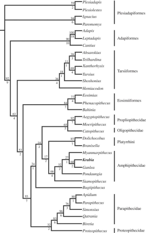 Posições filogenéticas dos antropóides do Paleógeno. Retirado de Chaimanee etal, 2013