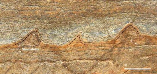 Os cientistas descobriram uma rocha que contem as estromatólitos, pequenas estruturas em camadas de 3,7 bilhões de anos atrás, que são remanescentes de uma comunidade de micróbios que costumavam ser vivo lá. (Allen Nutman / AP)